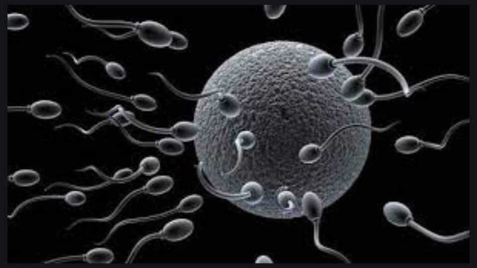 Sperm and egg